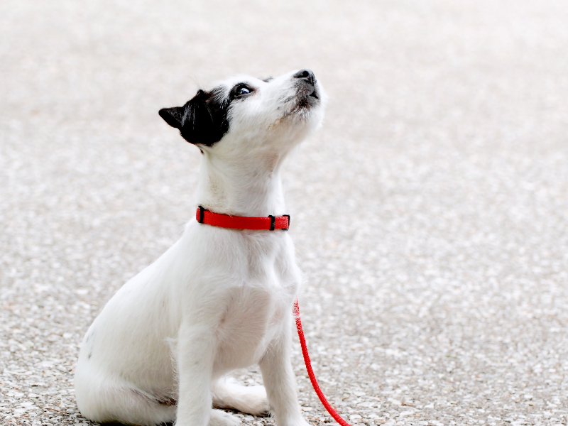 全方位保护：GPS宠物定位器的功能详细解读，让你的宠物一切尽在掌握中