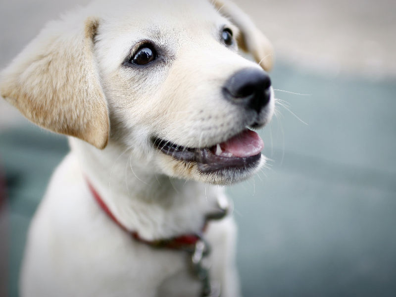 宠物监管方案：智能项圈守护你的宠物安全与健康