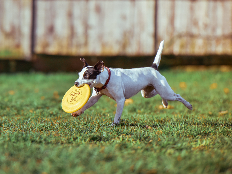 智能狗项圈：宠物监管方案下狗狗的智能护航